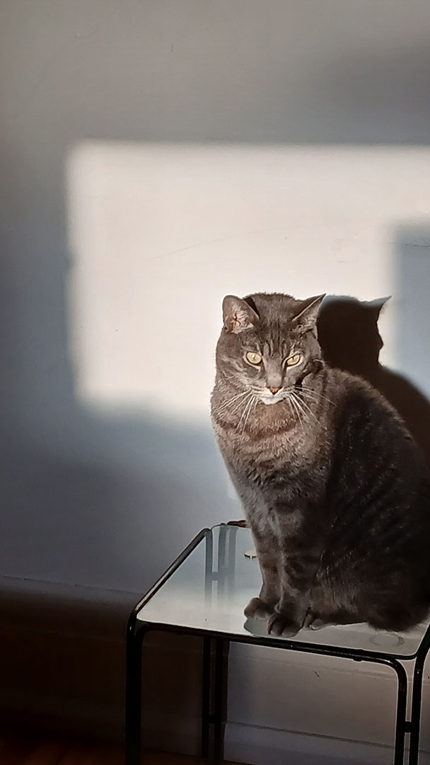 this is a picture of shoegaze, my beautiful grey cat/friend, with glowing green eyes, sitting on a glass side table in a square patch of sun which illuminates him brilliantly