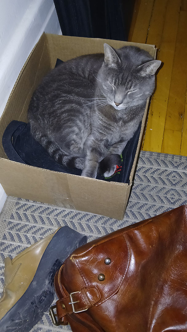 this is a picture of shoegaze in a box that i wanted to throw out but he made a chill spot in it